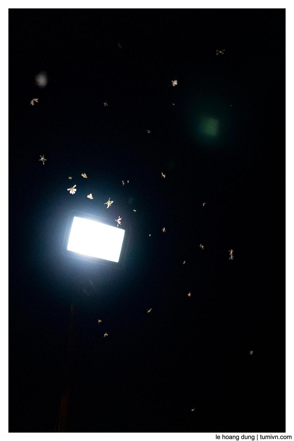 Như con thiêu thân hướng về mặt&nbsp;trời