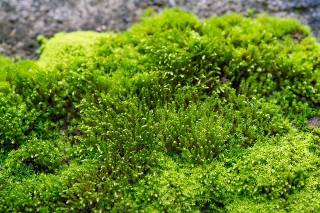 Thắng không kiêu! Bại không&nbsp;nản!