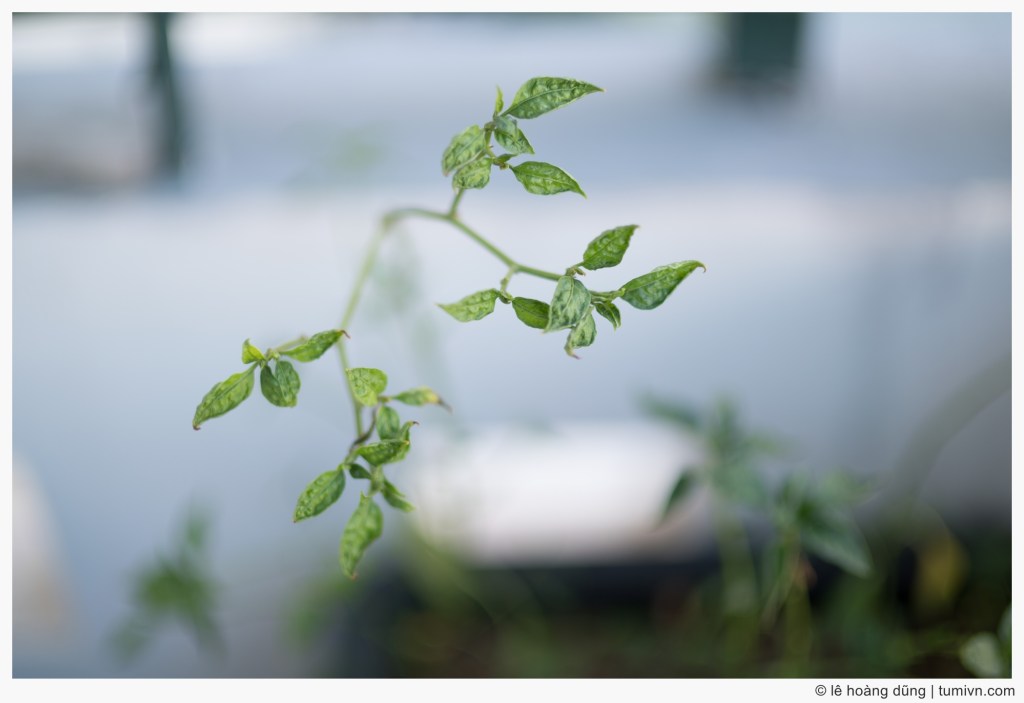 Cội nguồn của niềm&nbsp;vui