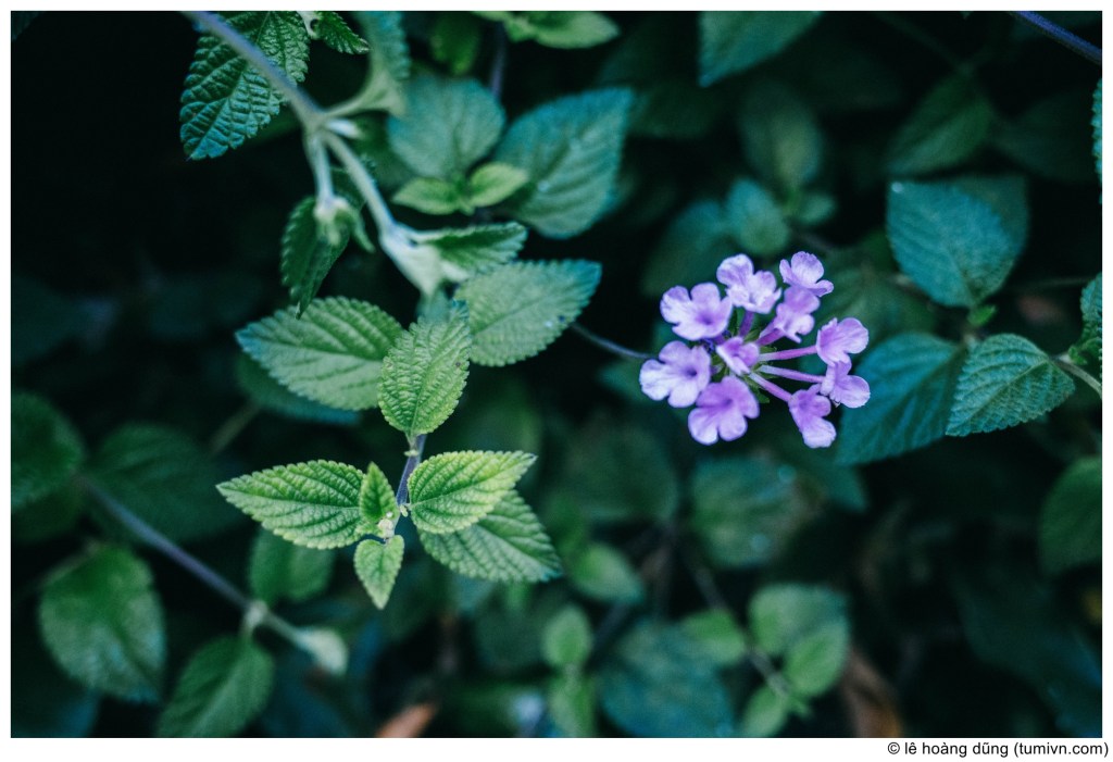 Cảm xúc nhân đọc cuốn tiểu thuyết mới của Haruki&nbsp;Murakami