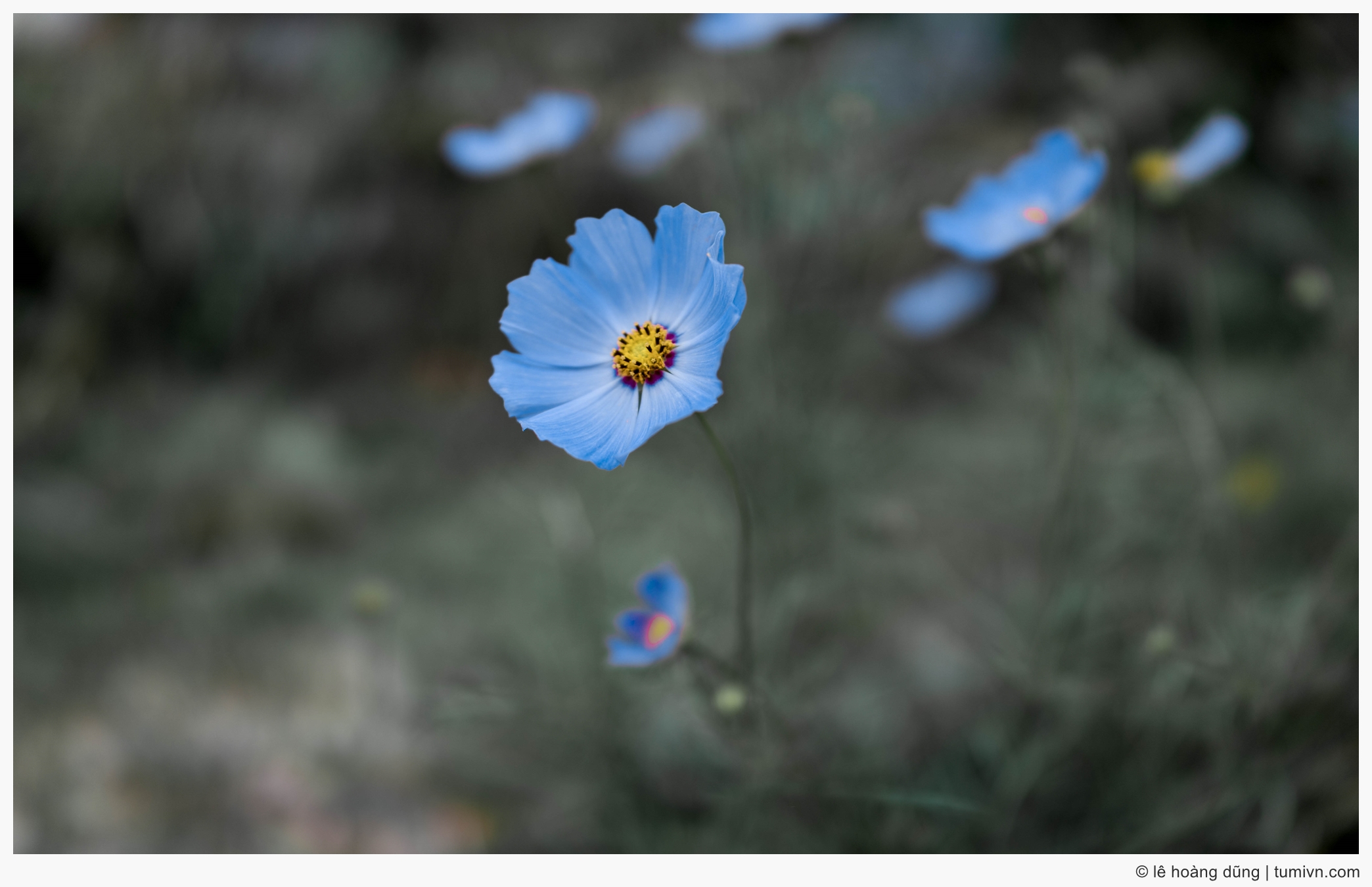 20160813-hoa-da-lat-DSC-RX1R-35mm F2.0-35 mm-001