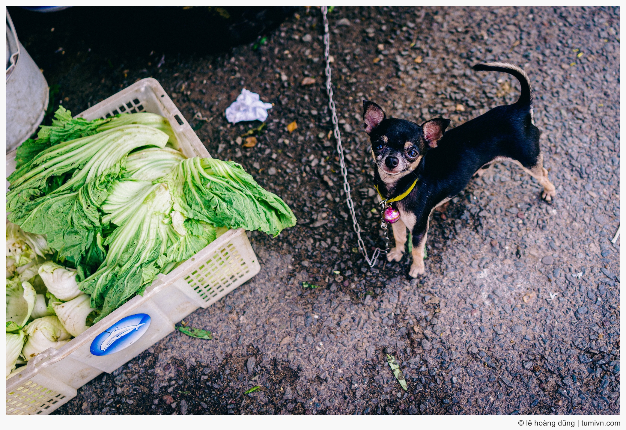 20170406-dog-DSC-RX1R-35mm F2.0-35 mm-001