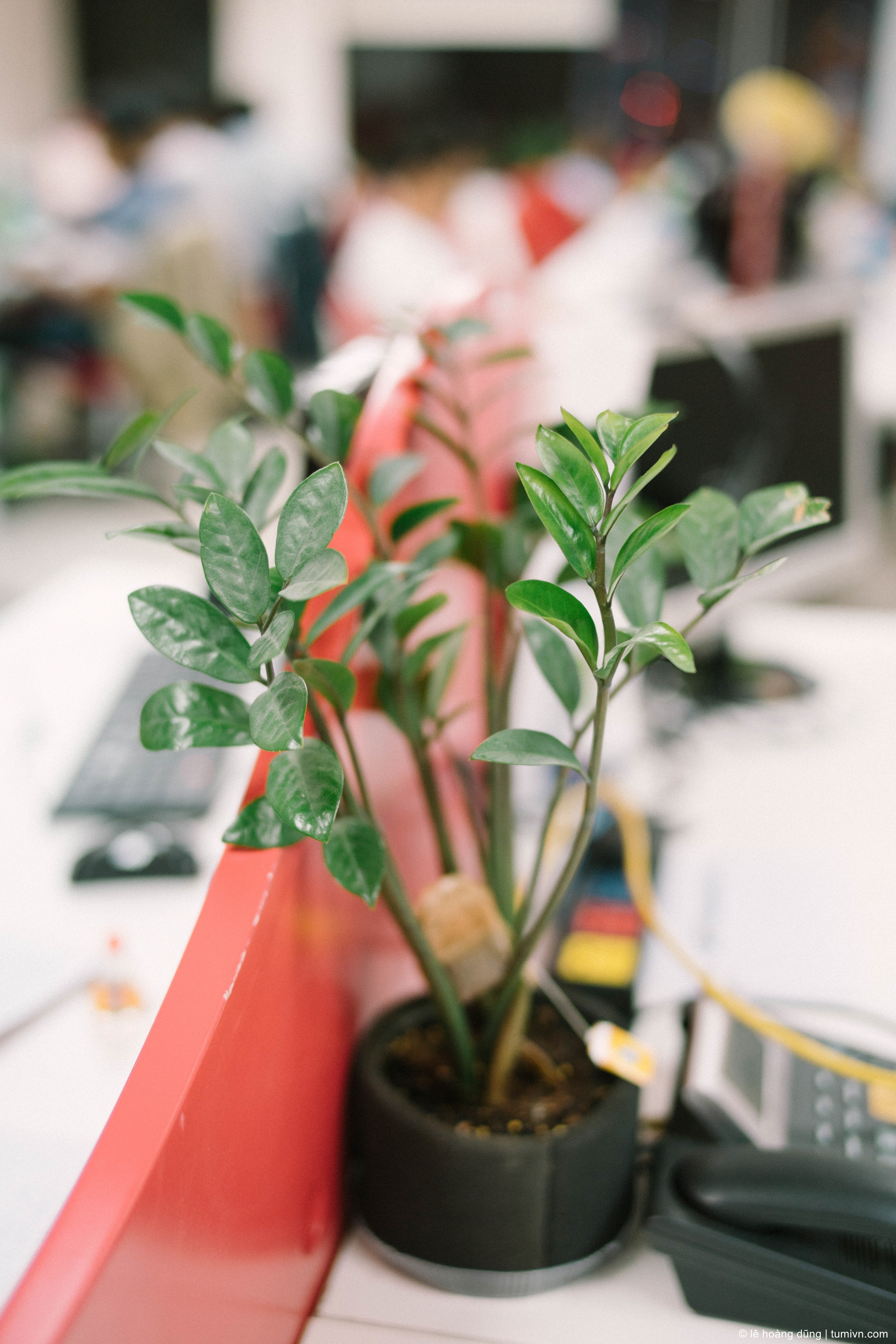 20180507-forreview-40 mm-ILCE-9-Voigtlander NOKTON 40mm F1.2 Aspherical--016