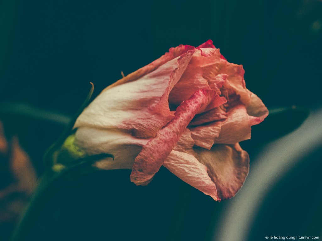 Chấp nhận gục ngã để trở nên mạnh mẽ&nbsp;hơn