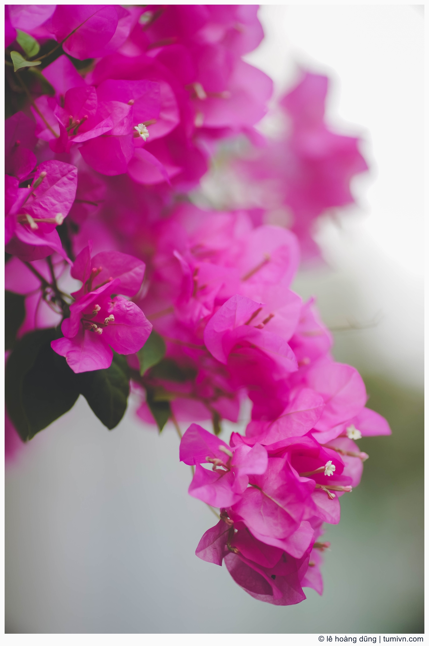 20200410-others-135 mm-ILCE-7M3-EF135mm f-2 L--011