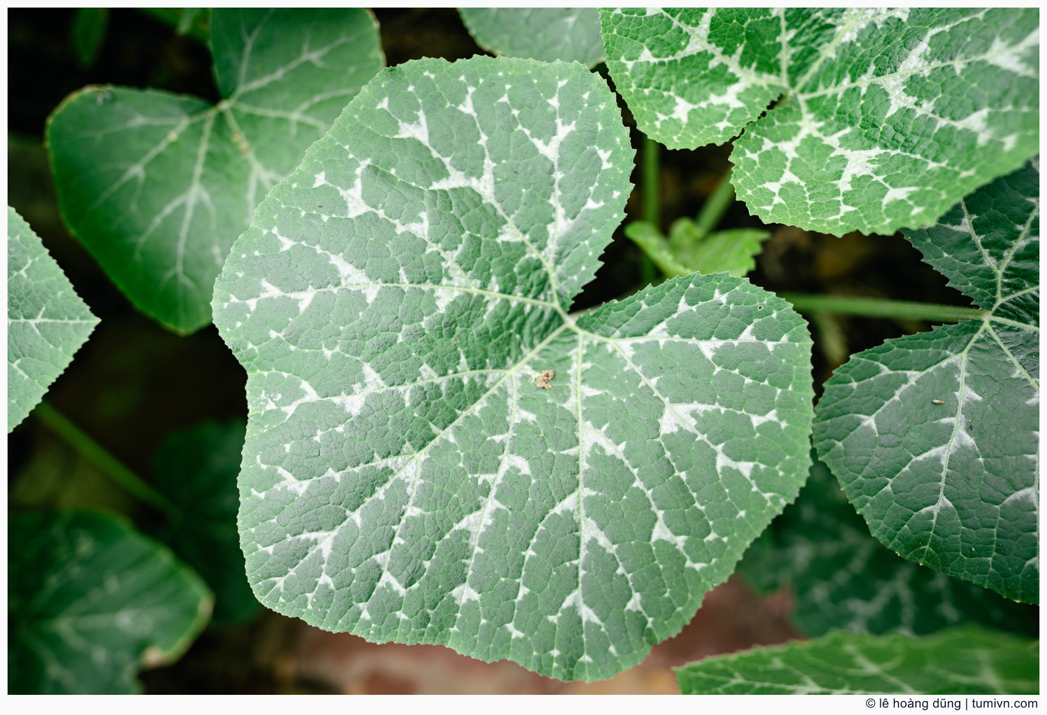 20200411-others-20 mm-ILCE-7M3-FE 20mm F1.8 G--005