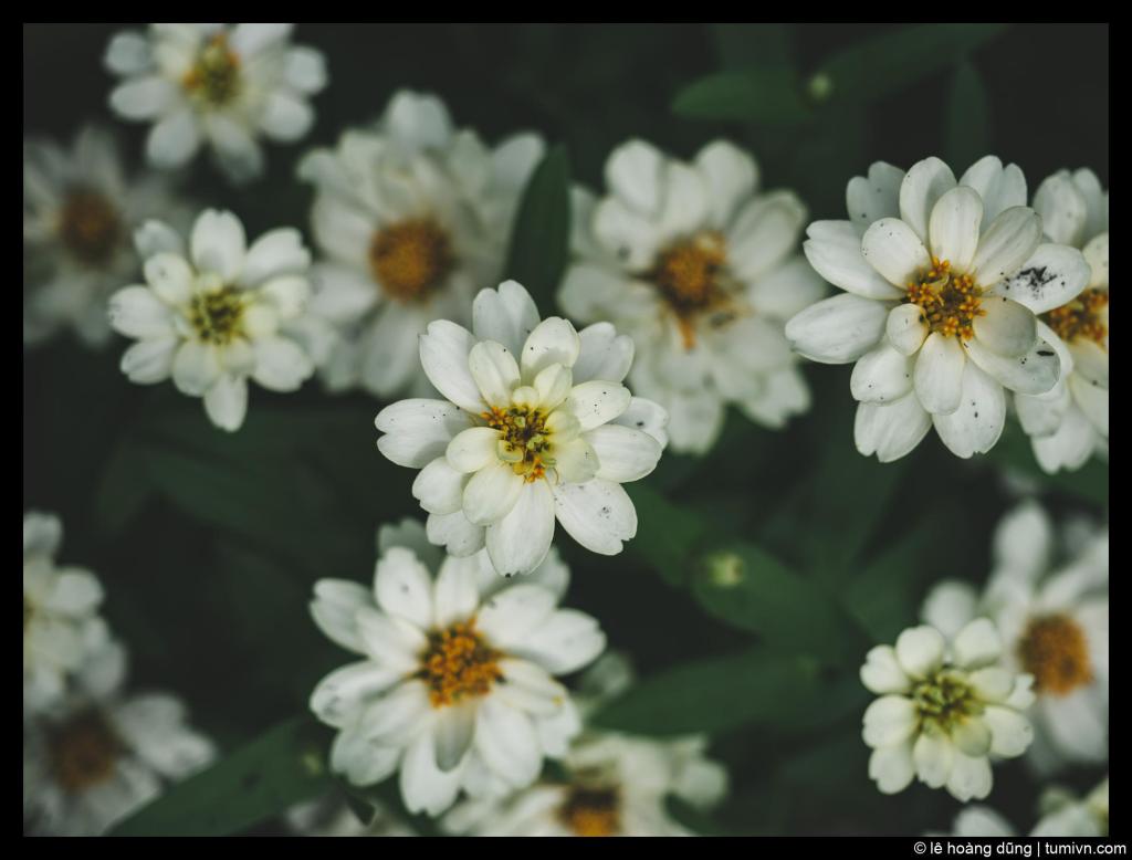 Văn hóa của Tập Thể Đến Từ&nbsp;Đâu